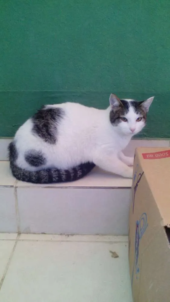 Gato raça nao sei idade 2 a 6 meses nome a sua escolha
