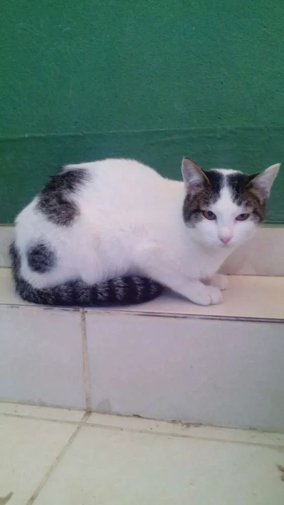 Gato raça nao sei idade 2 a 6 meses nome a sua escolha