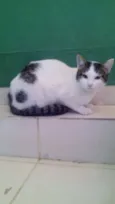 a sua escolha