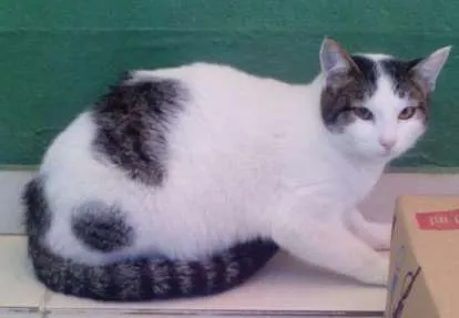Gato raça nao sei idade 2 a 6 meses nome a sua escolha