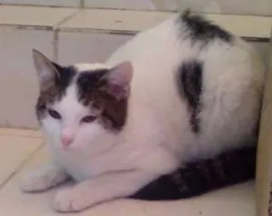 Gato raça nao sei idade 2 a 6 meses nome a sua escolha