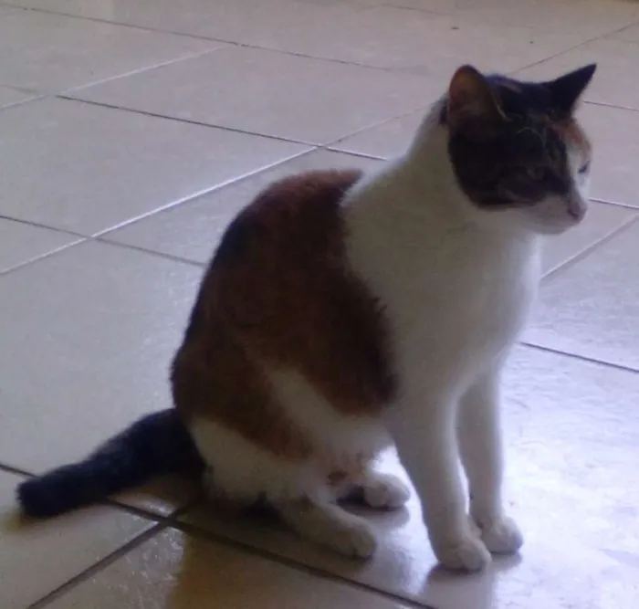 Gato raça nao sei idade 2 anos nome Nina/castrada