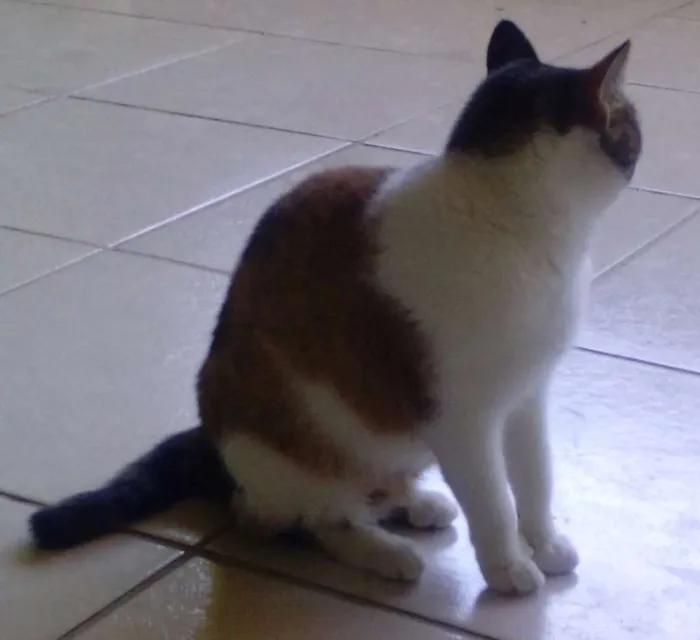Gato raça nao sei idade 2 anos nome Nina/castrada