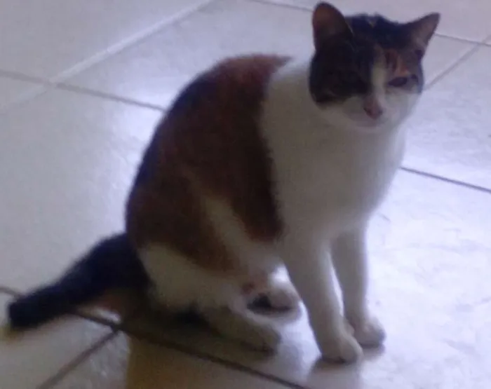 Gato raça nao sei idade 2 anos nome Nina/castrada