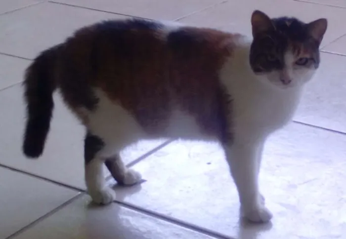 Gato raça nao sei idade 2 anos nome Nina/castrada