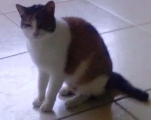 Gato raça nao sei idade 2 anos nome Nina/castrada