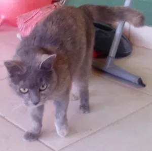 Gato raça ? idade 2 anos nome Lilica/castrada