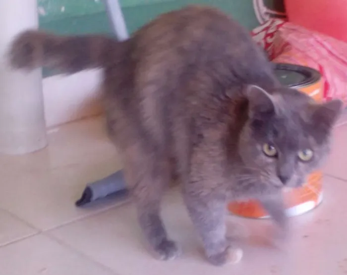 Gato raça ? idade 2 anos nome Lilica/castrada