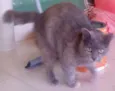 Lilica/castrada