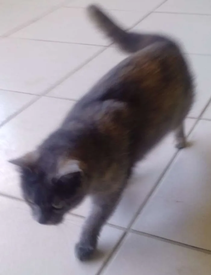 Gato raça ? idade 2 anos nome Lilica/castrada