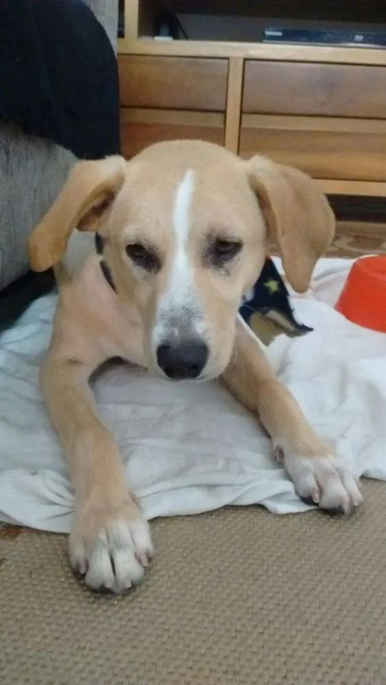 Cachorro ra a SRD idade 7 a 11 meses nome Sem nome