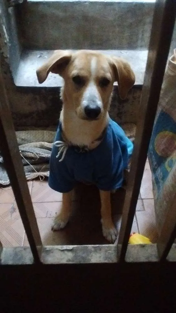 Cachorro ra a SRD idade 7 a 11 meses nome Sem nome