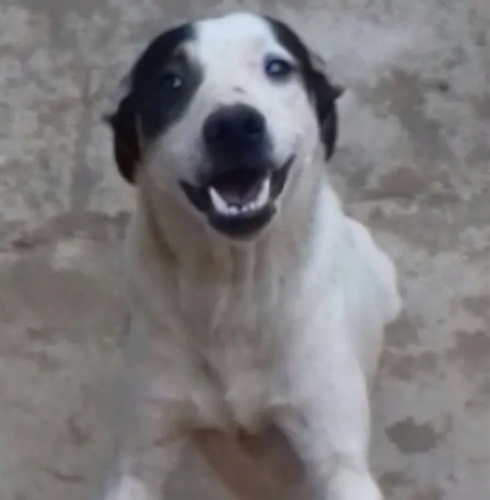 Cachorro ra a Não definidas idade 2 a 6 meses nome 6 cachorros