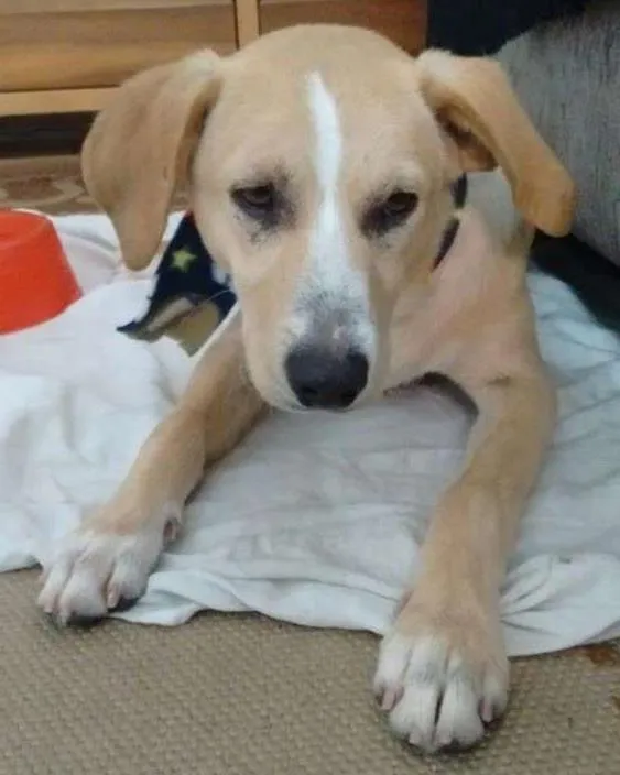 Cachorro ra a SRD idade 7 a 11 meses nome Sem nome