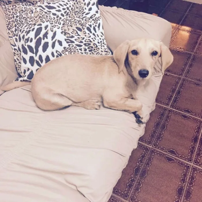 Cachorro ra a Sem raça definida idade 7 a 11 meses nome Nao tem