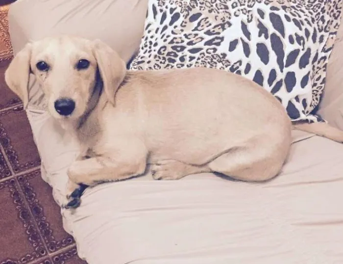 Cachorro ra a Sem raça definida idade 7 a 11 meses nome Nao tem