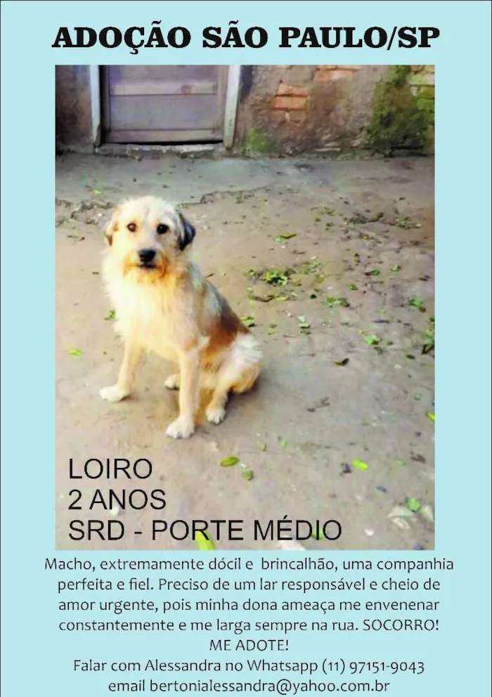 Cachorro ra a SRD idade 2 anos nome LOIRO