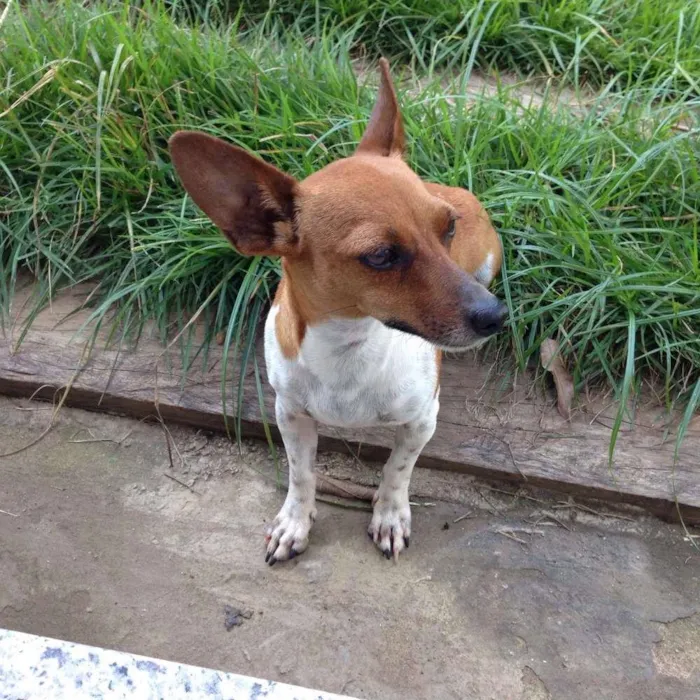 Cachorro ra a Mestiça - basset com pinscher idade  nome Lika