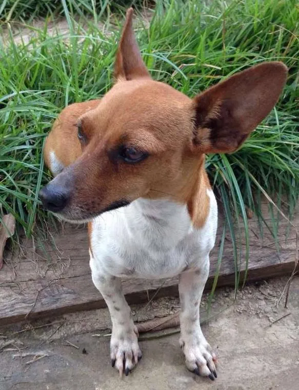 Cachorro ra a Mestiça - basset com pinscher idade  nome Lika