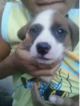 Bebes Capão Redondo