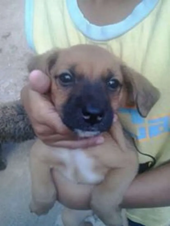 Cachorro ra a SRD idade 2 a 6 meses nome Bebes Capão Redondo