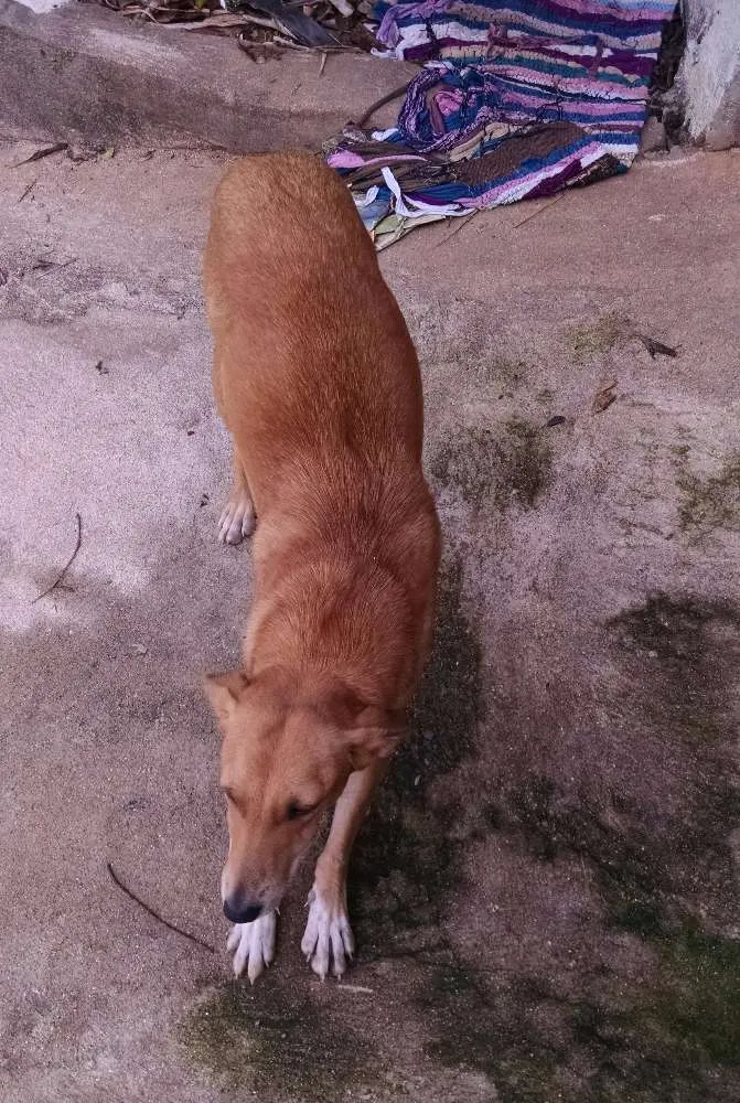 Cachorro ra a Srd idade 1 ano nome Sasá