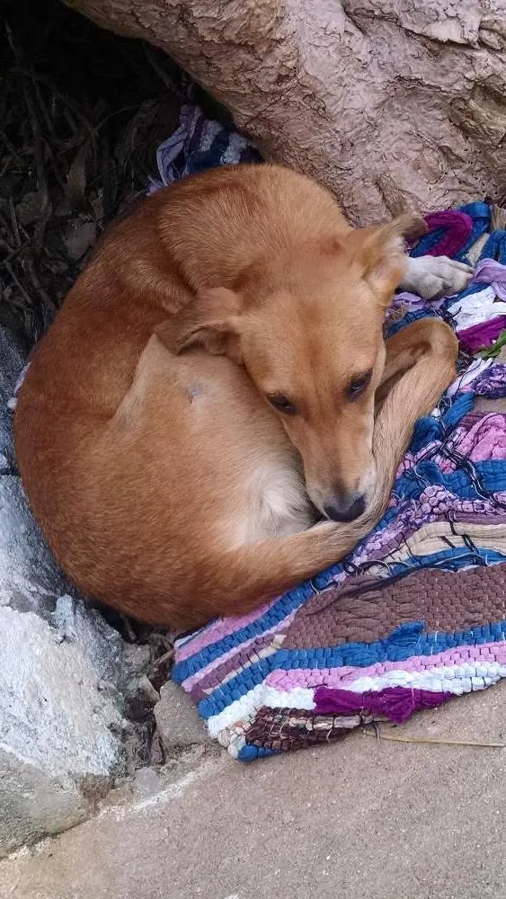 Cachorro ra a Srd idade 1 ano nome Sasá