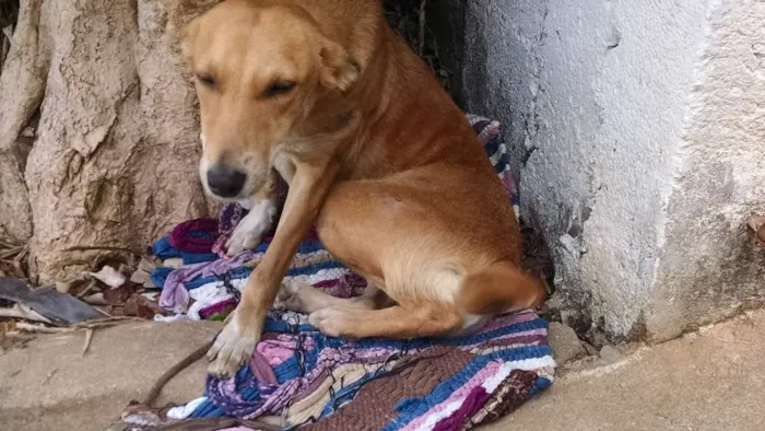 Cachorro ra a Srd idade 1 ano nome Sasá