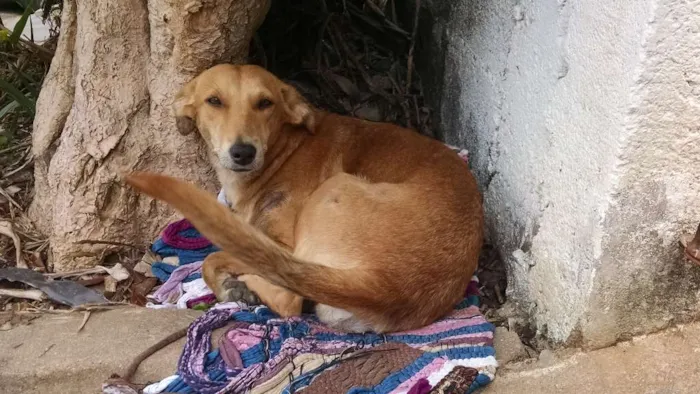 Cachorro ra a Srd idade 1 ano nome Sasá