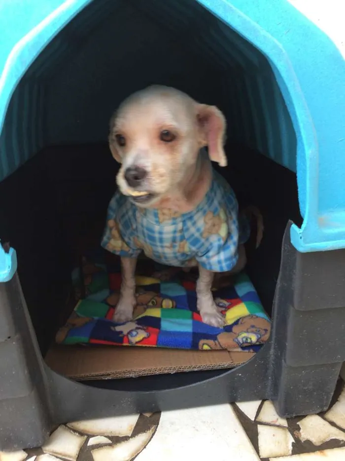 Cachorro ra a Ihasa Apso idade 5 anos nome Bebê