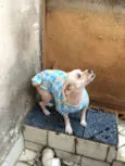 Bebê