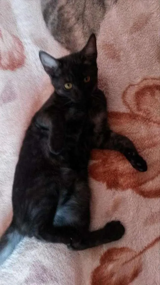 Gato ra a não sei  idade 2 a 6 meses nome gandalf