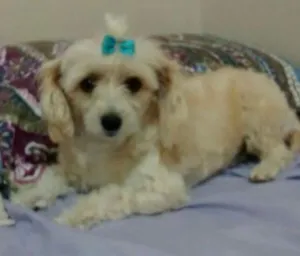 Cachorro raça Vira latas idade 5 anos nome Mel