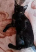 gandalf