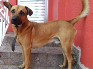 Cachorro raça sem raça definida idade 2 anos nome thor