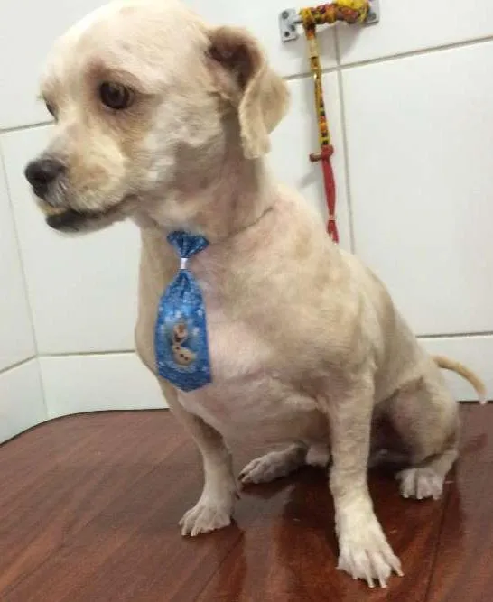 Cachorro ra a Ihasa Apso idade 5 anos nome Bebê