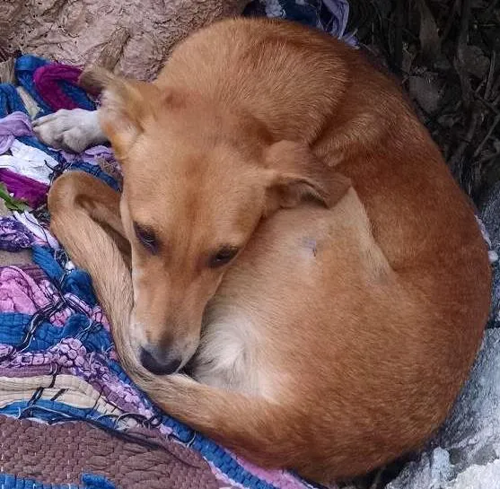 Cachorro ra a Srd idade 1 ano nome Sasá
