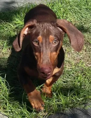 Cachorro raça Basset  idade 1 ano nome Bombom