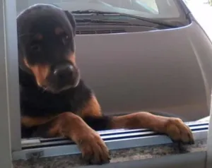 Cachorro raça rottweiler idade 6 ou mais anos nome Titã