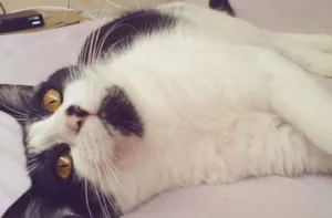 Gato raça  idade 2 anos nome Mel