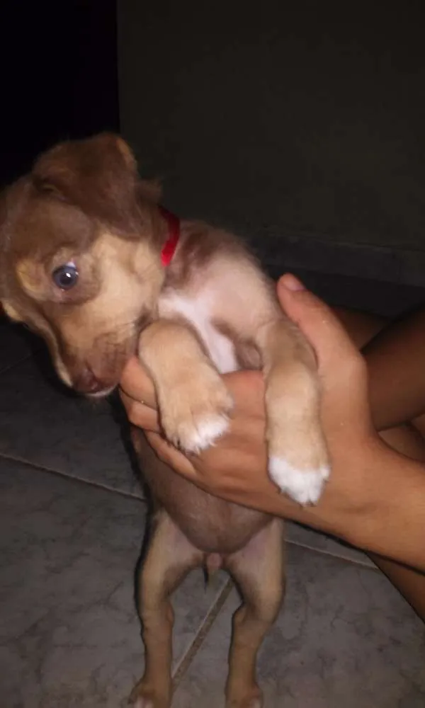 Cachorro ra a vira-lata idade 2 a 6 meses nome Marrozinha