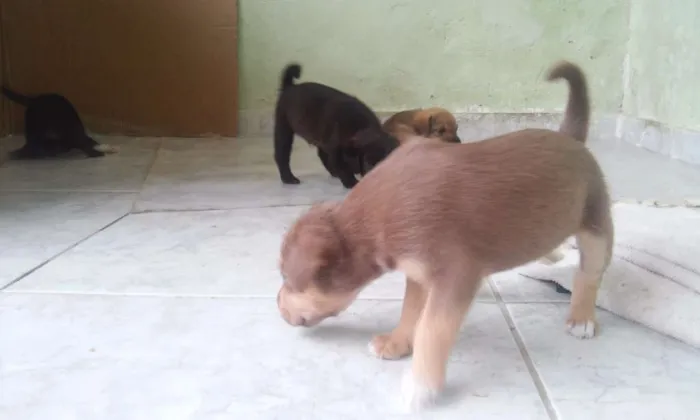 Cachorro ra a vira-lata idade 2 a 6 meses nome Marrozinha