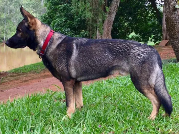 Cachorro ra a Pastor Alemão idade 1 ano nome ROCCO GRATIFICA