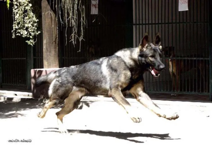 Cachorro ra a Pastor Alemão idade 1 ano nome ROCCO GRATIFICA