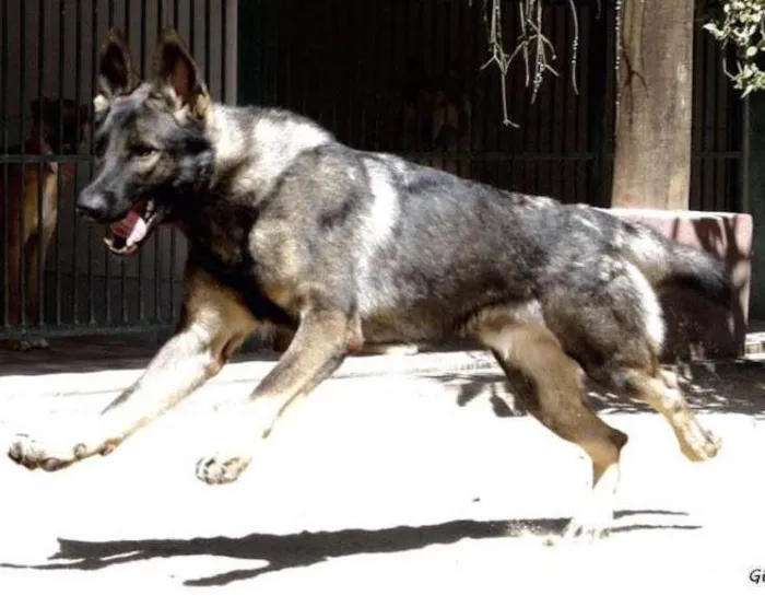 Cachorro ra a Pastor Alemão idade 1 ano nome ROCCO GRATIFICA