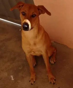 Cachorro raça Vira-lata idade 7 a 11 meses nome Estrela