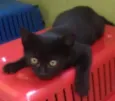 Isa