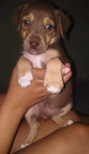 Cachorro raça vira-lata idade 2 a 6 meses nome Marrozinha