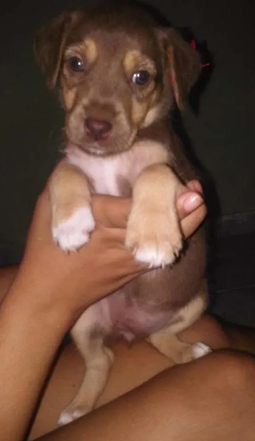 Cachorro ra a vira-lata idade 2 a 6 meses nome Marrozinha
