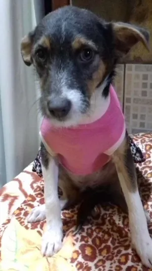 Cachorro raça SRD idade 2 a 6 meses nome Luna